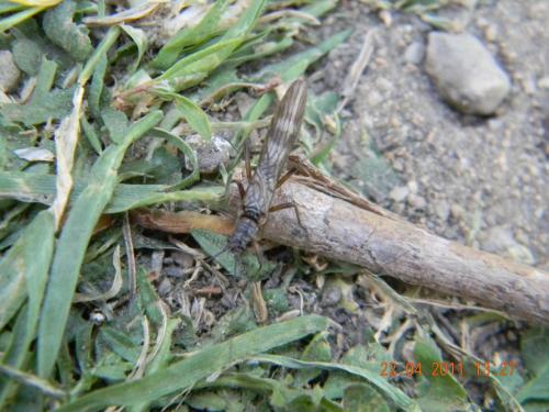 Réf. 68 761 : Brachyptera sp.