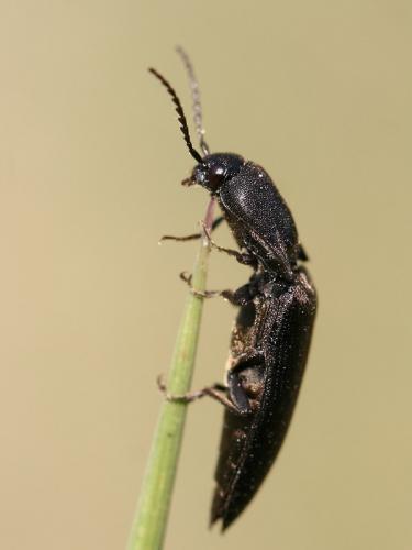 Réf. 68 632 : Ectinus aterrimus