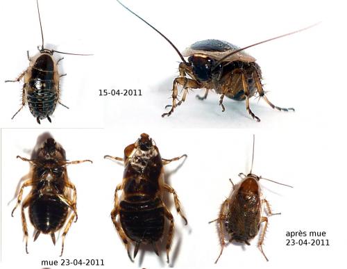 Ectobius lucidus