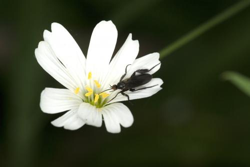 Empis pennipes