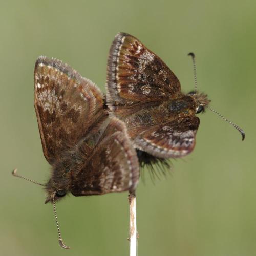 Réf. 68 864 : Erynnis tages