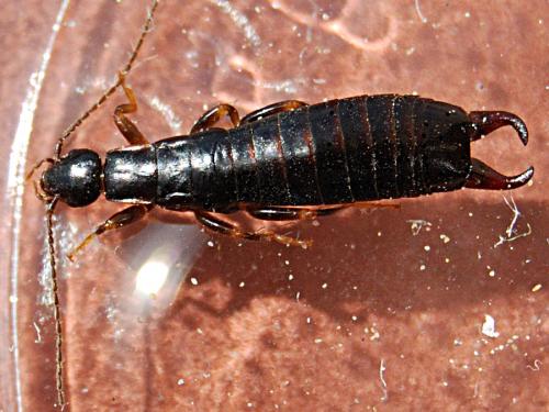 Euborellia moesta
