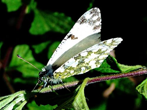 Euchloe crameri