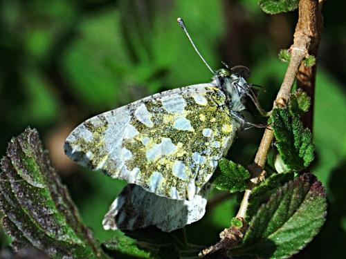 Réf. 68 660 : Euchloe crameri