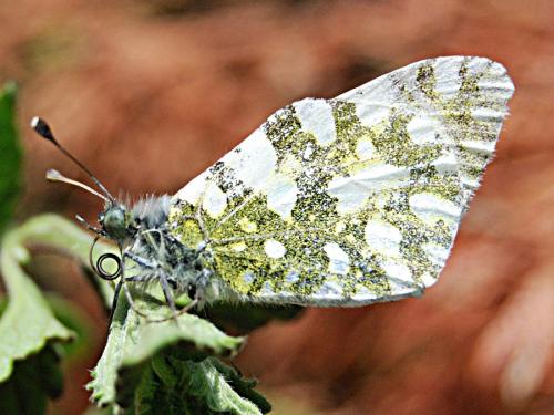 Réf. 68 676 : Euchloe crameri