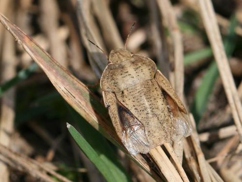 Réf. 68 432 : Eurygaster austriaca