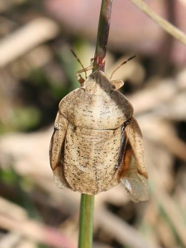 Réf. 68 616 : Eurygaster austriaca