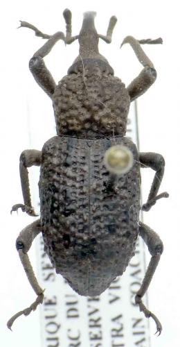 Sipalinus guineensis