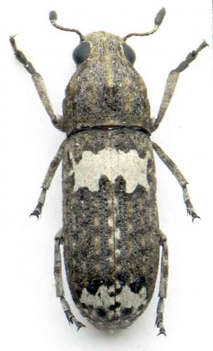 Réf. 68 378 : Cylindroides sp.