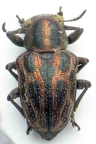 Scelodonta lineaticollis