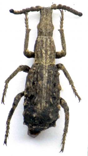 Réf. 68 381 : Episus cyathiformis