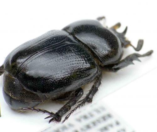 Pycnoschema diversum