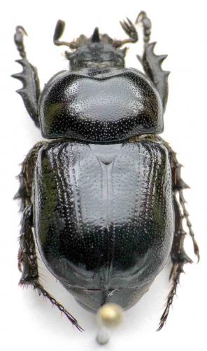 Pycnoschema diversum
