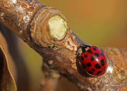 Harmonia axyridis