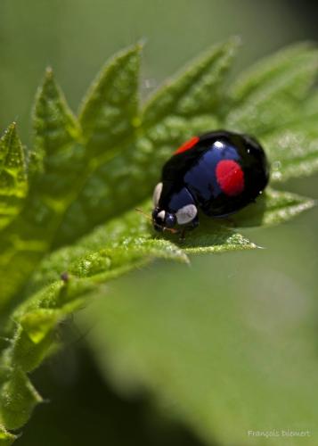 Harmonia axyridis