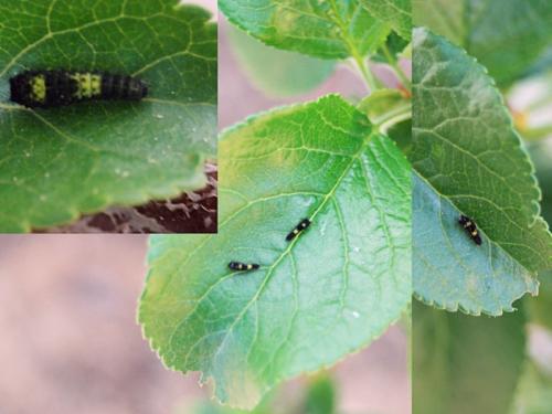 Réf. 68 685 : Iphiclides podalirius feisthamelii