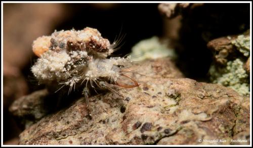 Pseudomallada sp.