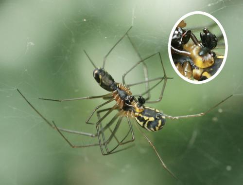 Neriene radiata