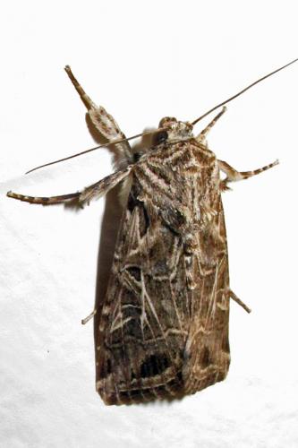 Spodoptera sp.