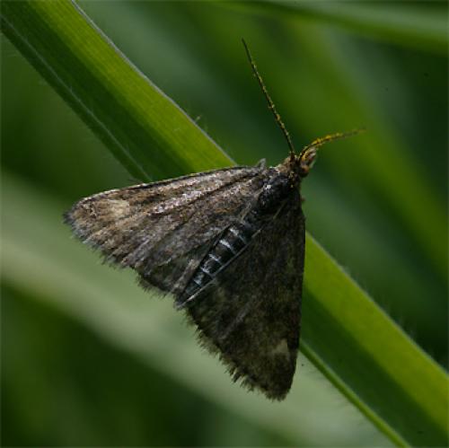 Pyrausta despicata