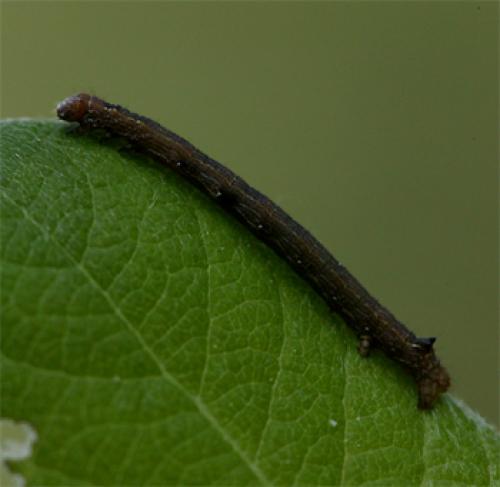 Colotois pennaria