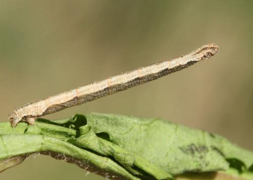 Réf. 68 889 : Idaea contiguaria