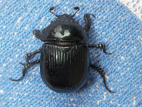 Réf. 68 887 : Typhaeus typhoeus