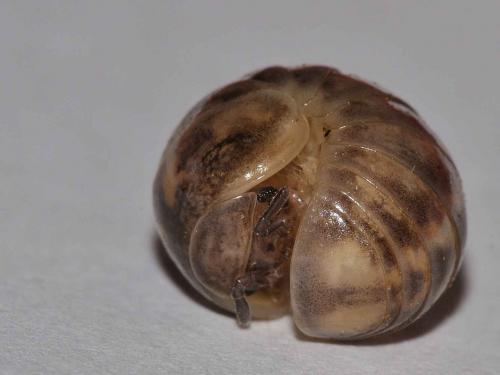 Glomeris sp.