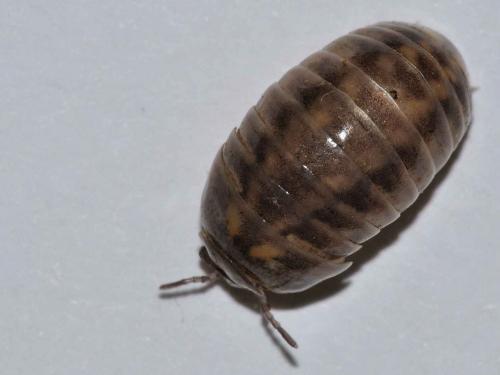 Glomeris sp.