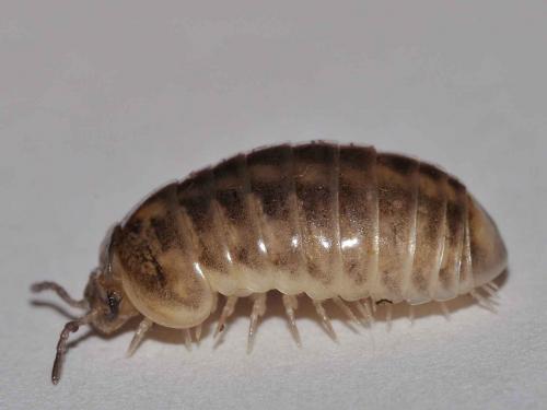 Glomeris sp.