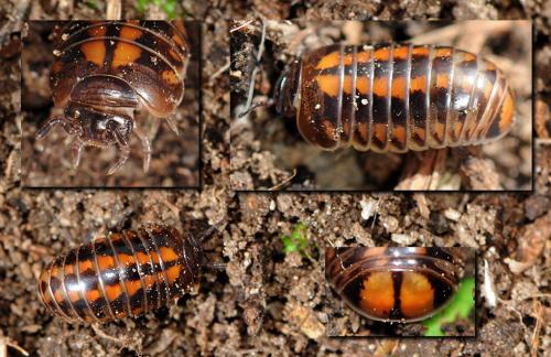 Glomeris connexa