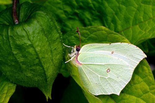 Gonepteryx rhamni