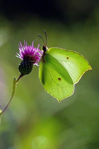 Réf. 68 920 : Gonepteryx rhamni