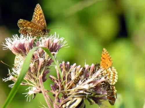 Melitaea sp.