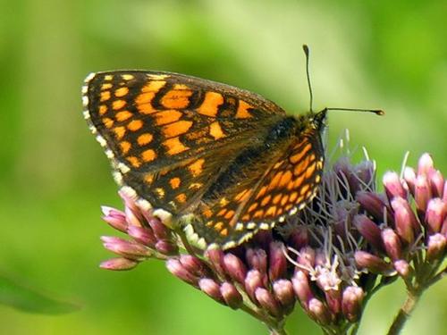 Réf. 68 876 : Melitaea sp.