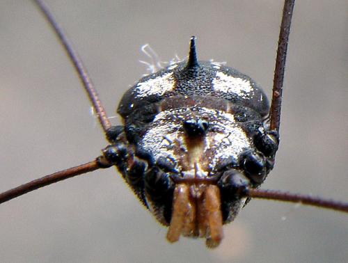 Gagrella sp.