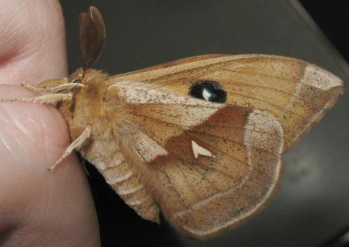 Aglia tau