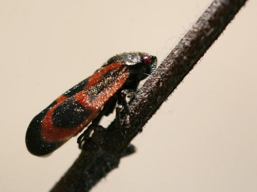 Haematoloma dorsata