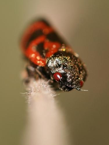 Haematoloma dorsata