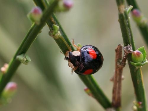 Harmonia axyridis
