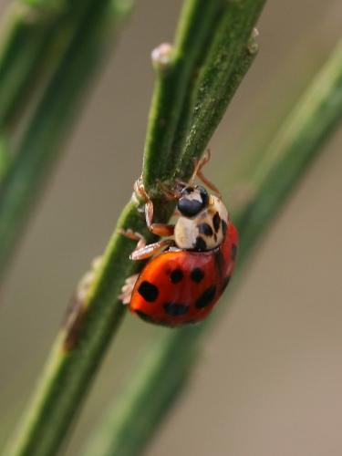 Harmonia axyridis