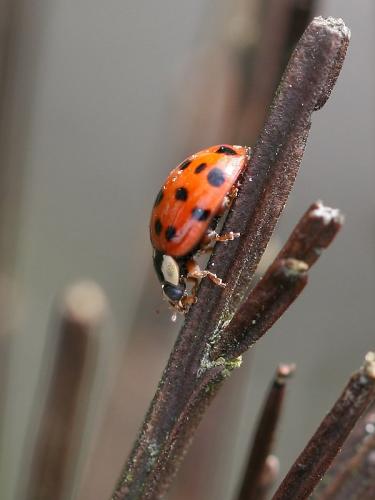 Harmonia axyridis