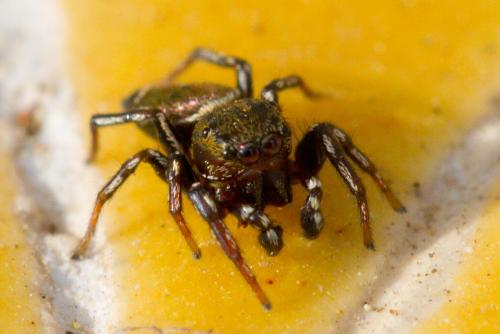 Heliophanus tribulosus