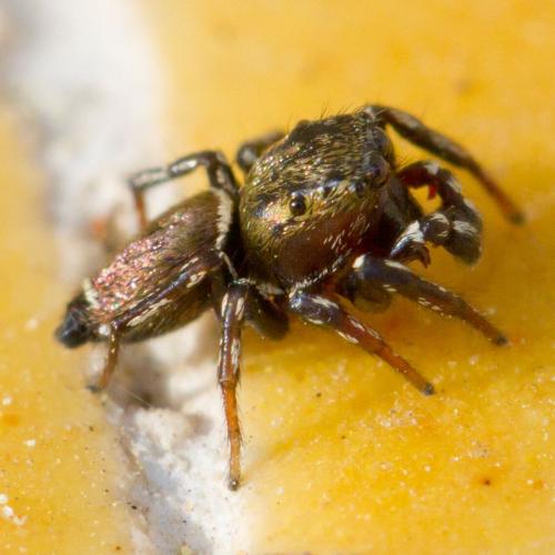 Heliophanus tribulosus