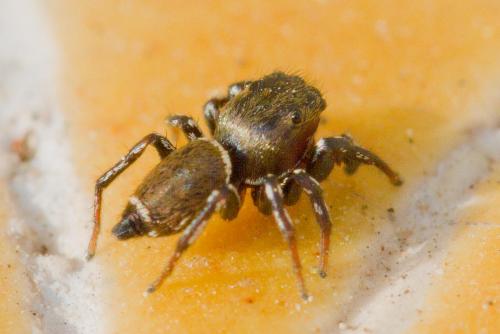 Heliophanus tribulosus