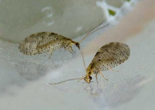 Hemerobius humulinus