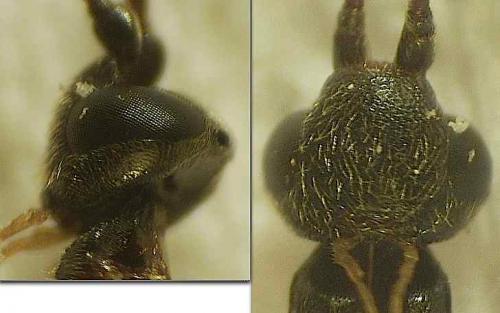Hypsicera femoralis