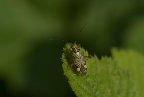 Rhabdomiris striatellus