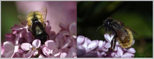 Osmia cornuta