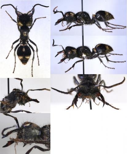 Hoplocrates tartarina